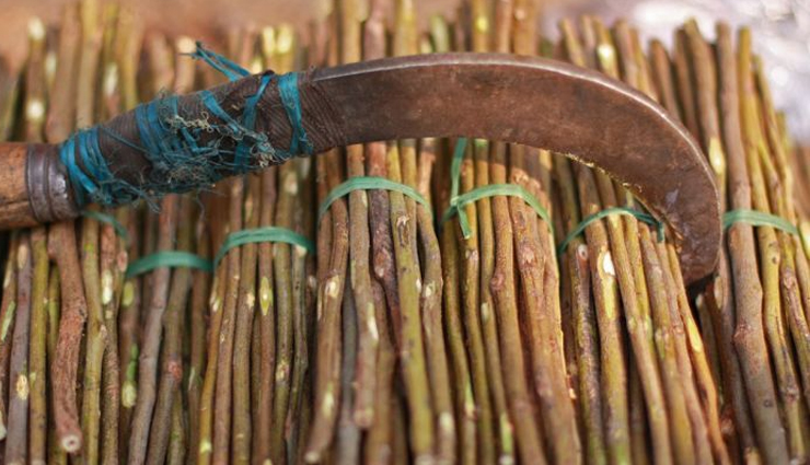 benefits of chewing neem twigs