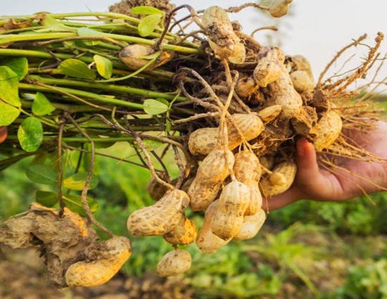 Mungfali is What You Need To Fight Stomach Cancer, Read More Benefits