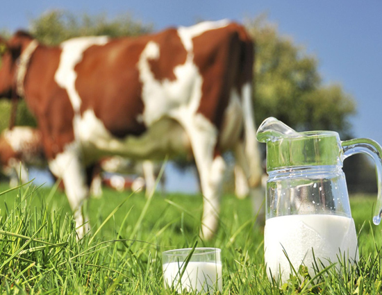 Drinking Raw Milk Treats Allergies. Read More Benefits