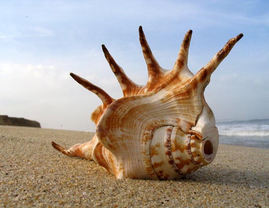 शंख की मदद से आप कर सकतें है वास्तु दोष को दूर, जाने...