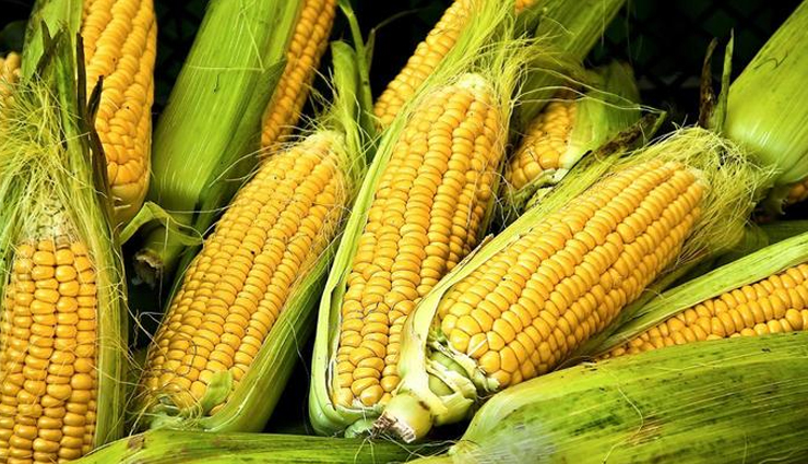prevent cancer by adding corn more in diet