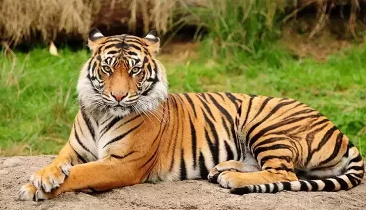 least known species of bengal tiger,species of bengal tiger,white tiger,black tiger,golden tiger,snow tiger,swamp tiger