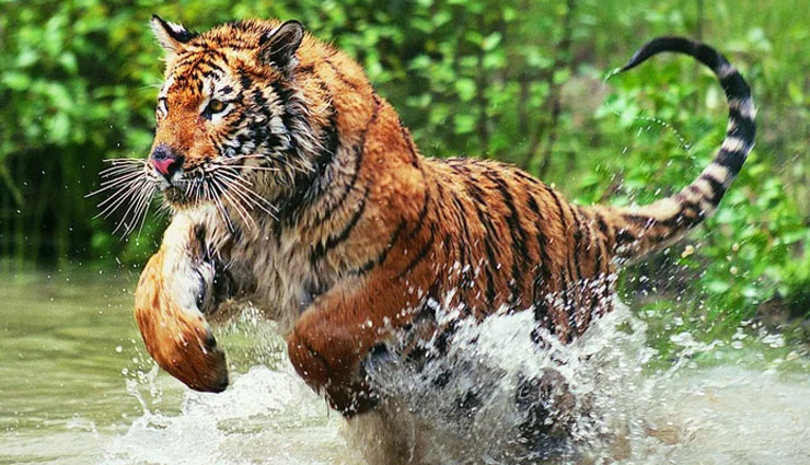 Search for man-eating tiger continues, drones used to track him in Karnataka