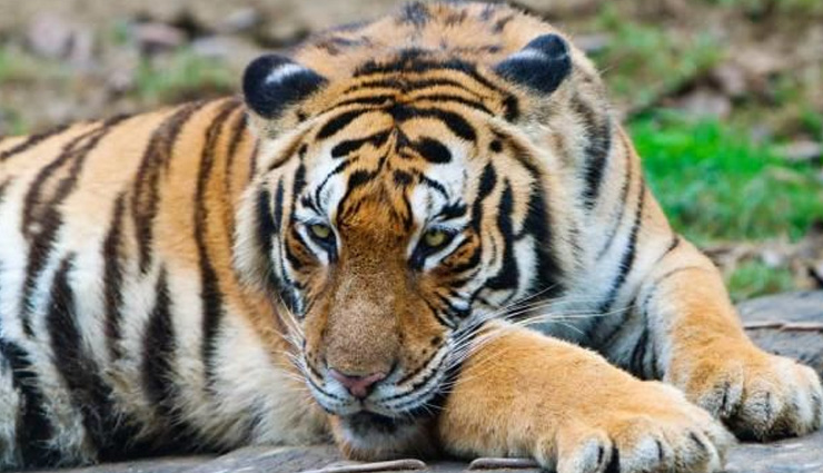 least known species of bengal tiger,species of bengal tiger,white tiger,black tiger,golden tiger,snow tiger,swamp tiger