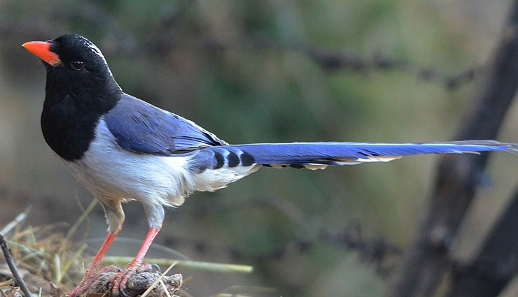 mussoorie,tourist places in mussoorie,mussoorie tourist places,uttrakhand,travel,travel tips