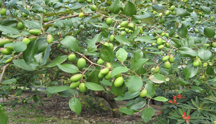 astrology tips,astrology tips in hindi,bad plants,maa laxmi