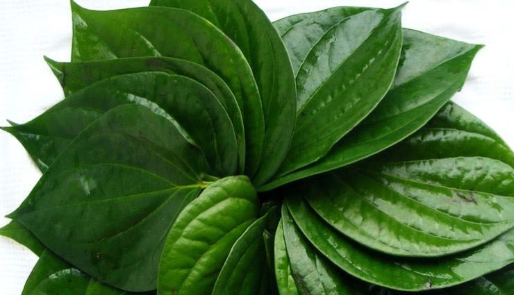 कई बीमारियों का इलाज है पान के पत्ते, जानें किस तरह ले इन्हें इस्तेमाल में