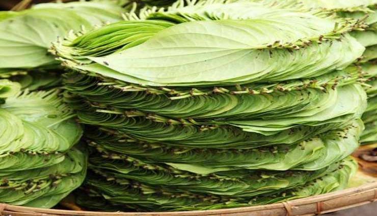 betel,betel leaf,health benefits of betel leaf,home remedies of betel leaf,Health,health tips in hindi
