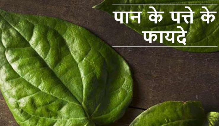विश्व स्वास्थ्य दिवस : औषधीय गुणों से भरपूर पान का पत्ता, जानें स्वास्थ्य फायदे 
