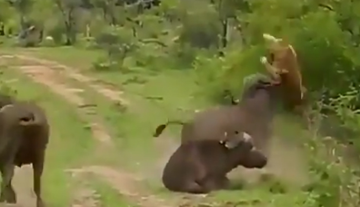  शिकार करने आई शेरनी को भैंस ने दी पटखनी, वीडियो देख आप हो जाएंगे हैरान 