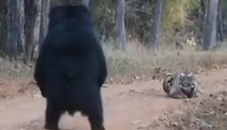 बाघ के हमले से बचने के लिए भालू ने किया ऐसा, सोशल मीडिया पर वायरल हुआ वीडियो