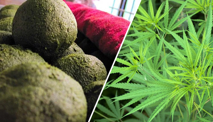 9 Potential Health Benefits and Risks of Bhang