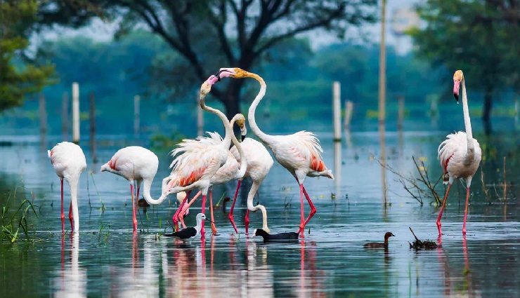 5 Beautiful Bird Watching Destination in India