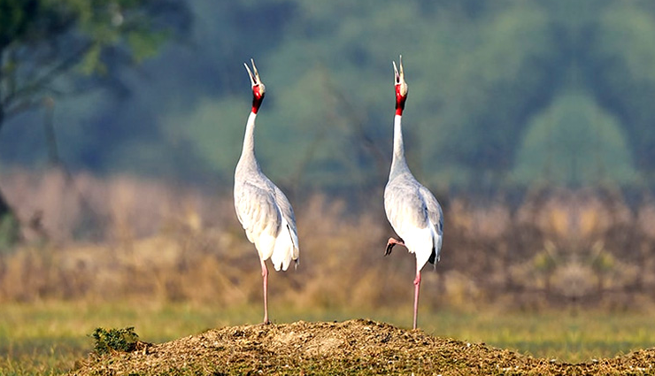 birdwatching spots in india,best places for birding in india,indian birding destinations,top birdwatching locations in india,prime birding spots across india,birdwatching sites in india,birding hotspots in india,indian birding trails,birding sanctuaries in india,must-visit birding places in india,indian birdwatching havens,birding paradises in india,indian birding sites for enthusiasts,prime birding destinations in india,indian birding hotspots and trails,birdwatching sanctuaries in india,lesser-known birding spots in india,birding locales across india,birding areas in diverse indian landscapes,india diverse birding habitats,popular birding spots in india wilderness,exclusive birding locations in india