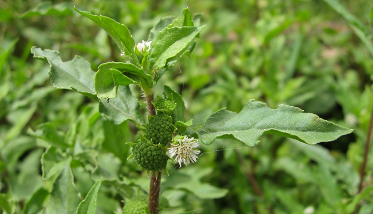 hair growth,hair growth tips,hair care tips,hare care,hair,hair problem,hair growth tips,beauty hacks,beauty tips