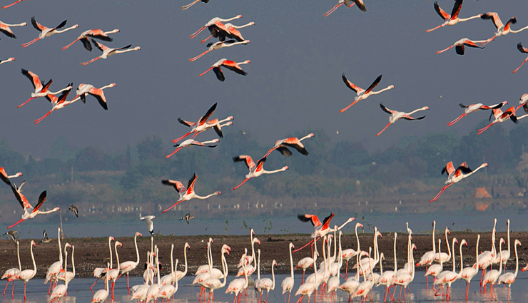 bird watching,bird watching near pune,pune travel tips,pune travel,travel places in pune,travel,tourism