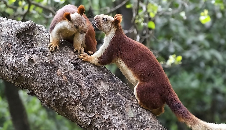 maharashtra,national park,maharashtra national park,national park in maharashtra,travel,holidays in maharashtra