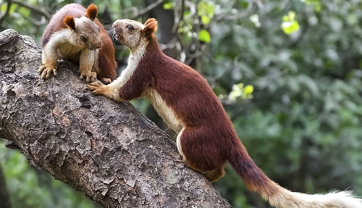 maharashtra national parks,wildlife reserves in maharashtra,best national parks in maharashtra,explore maharashtra natural wonders,wildlife sanctuaries in maharashtra,maharashtra biodiversity hotspots,maharashtra eco-tourism destinations,famous national parks in maharashtra,wildlife conservation in maharashtra,maharashtra protected areas and parks