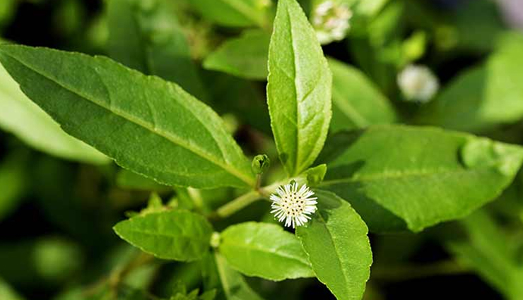 beauty tips,5 ayurvedic ways to stop hair fall,ayurvedic ingredients to stop hair fall,hair fall treatment with ayurved,ayurvedic treatment,treating hair fall