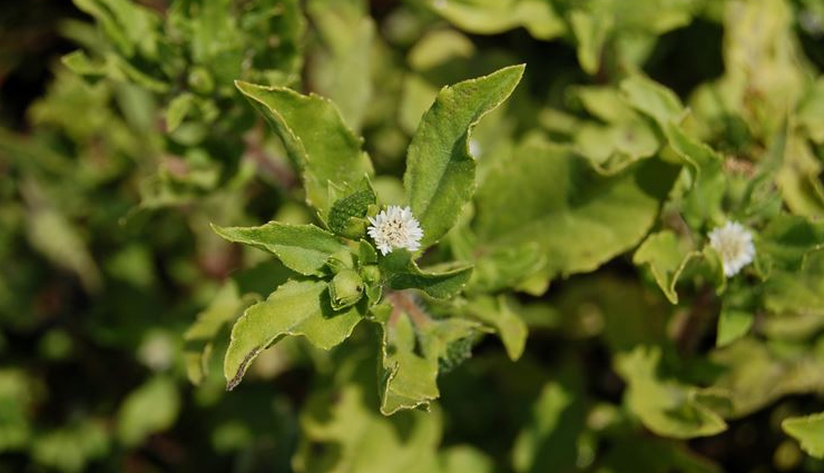 see the magic of bhringraj,healthy benefits of using bhringraj powder,beneits of  bhringraj for our health,bhringraj powder and its benefits,ayurvedic products for good health