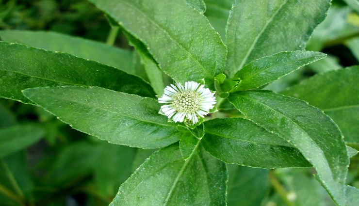 beauty tips,beauty tips in hindi,home remedies,white hair remedies