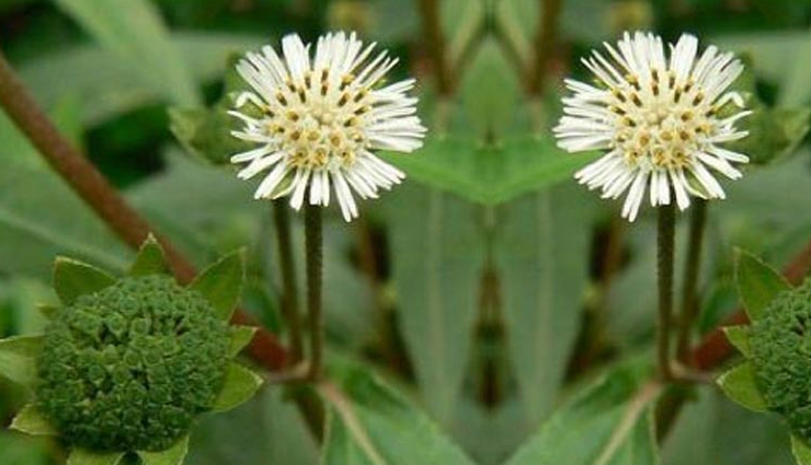 herbal oils to provide benefits to hair,hair oil,hair care tips,beauty tips,beauty hack