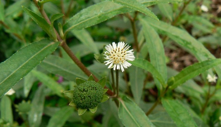 इन 10 आयुर्वेदिक चीजों से बाल बनेंगे काले, घने और मुलायम, जानें इनके बारे में ayurvedic treatment,black hair,ayurvedic treatment for black hair,home remedies for black hair,hair care tips,grey hair problem,white hair treatment