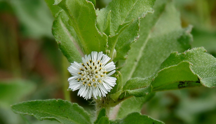 home remedies for hair damage,natural remedies for hair loss,diy hair treatments for damaged hair,effective home remedies for hair repair,homemade hair masks for damaged hair,remedies for hair growth and repair,home treatments for thinning hair,diy solutions for damaged hair,natural remedies to promote hair growth,hair care tips for damaged hair,beauty tips for glowing skin,beauty hacks for flawless makeup,diy beauty remedies for skincare,natural beauty tips for radiant complexion,beauty secrets for healthy hair,beauty hacks for busy mornings,makeup tips for beginners,skincare tips for all skin types,beauty routines for glowing skin,everyday beauty tips for busy schedules