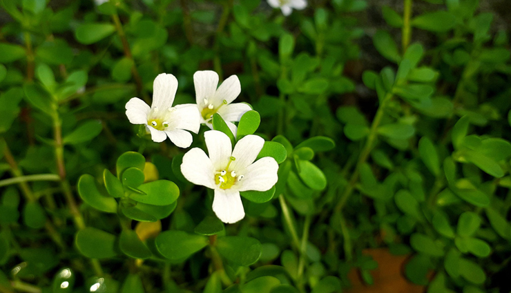 hair growth,hair growth tips,hair care tips,hare care,hair,hair problem,hair growth tips,beauty hacks,beauty tips