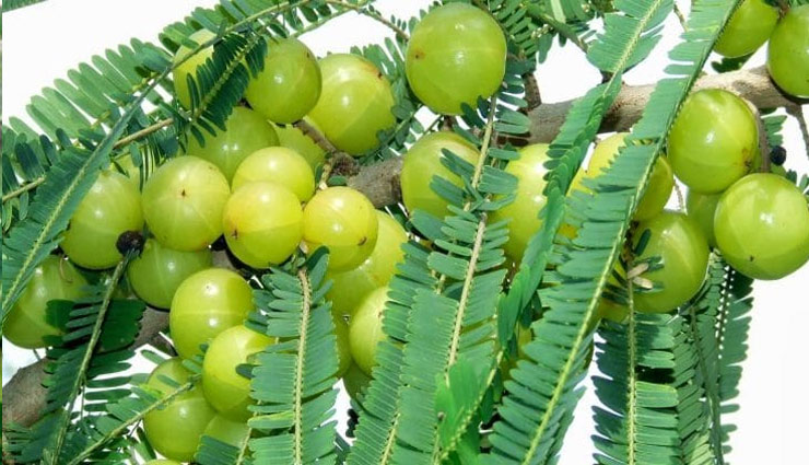 सेहत के लिए किसी वरदान से कम नही है यह पोधा, गम्भीर से गम्भीर परेशानियों को रखता है दूर