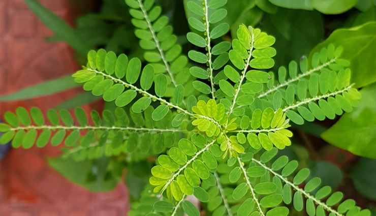 Hepatitis day: कमजोर लीवर के लिए संजीवनी बूटी से कम नहीं ये 4 मसाले, तुरंत शुरू करें इनका सेवन hepatitis day,hepatitis day 2022,spices for healthy liver,healthy liver,liver food