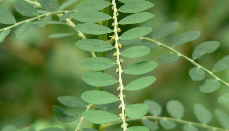 foods to promote liver health,healthy living,Health tips,liver healthy foods,how to make your liver healthy again,how to check liver health at home,liver health formula,liver health naturally