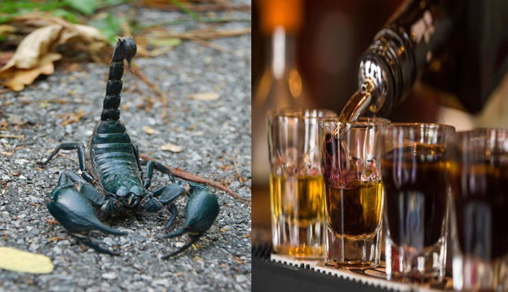 शराब की वजह से बिच्छु ले लेता है खुद की जान, जानें ऐसे ही कई और रोचक तथ्य