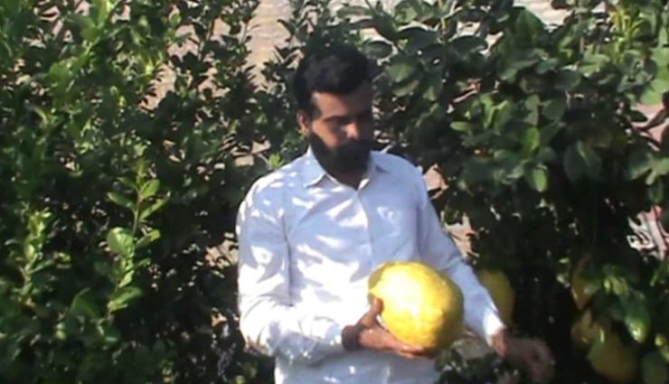 इस नींबू को देखकर आप भी रह जाएंगे हैरान, आकार और वजन तरबूज जैसा