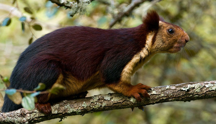 big species of squirrels,species of squirrels found in india,indian giant squirrel,black giant squirrel,grizzled giant squirrel,indian giant flying squirrel,namdapha flying squirrel