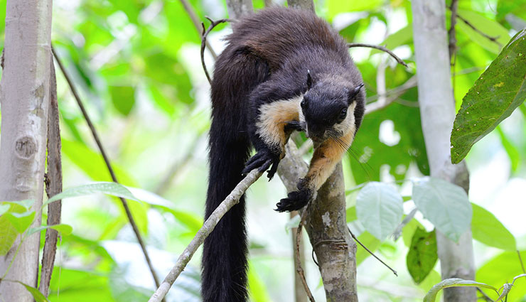 5 Big Species of Squirrels Found in India 