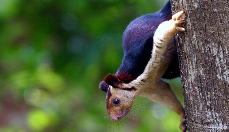 big species of squirrels,species of squirrels found in india,indian giant squirrel,black giant squirrel,grizzled giant squirrel,indian giant flying squirrel,namdapha flying squirrel
