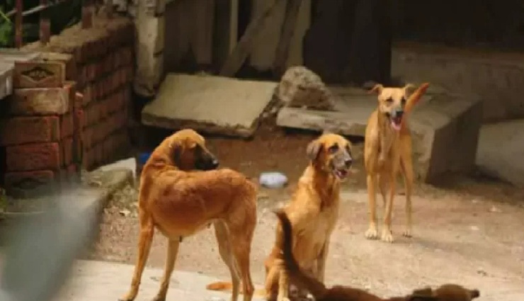बिहार में कुत्ते के काटने से एक महिला की मौत के बाद एक्शन, 15 कुत्तों को गोली मारी
