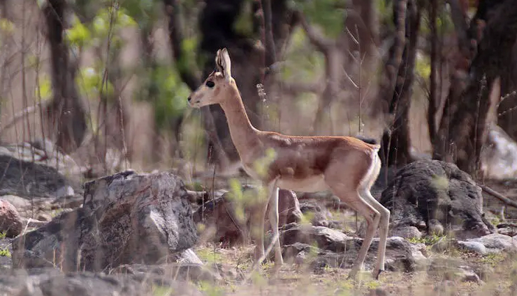 हवेलियों और महलों से ज्यादा रेत के मैदान का आनन्द लेने आते हैं पर्यटक, एक समग्र दृष्टि बीकानेर पर bikaner travel guide,bikaner tourism,best places to visit in bikaner,top attractions in bikaner,bikaner sightseeing,bikaner historical sites,bikaner desert safari,bikaner camel festival,bikaner food guide,bikaner travel tips,exploring bikaner,things to do in bikaner,bikaner vacation ideas