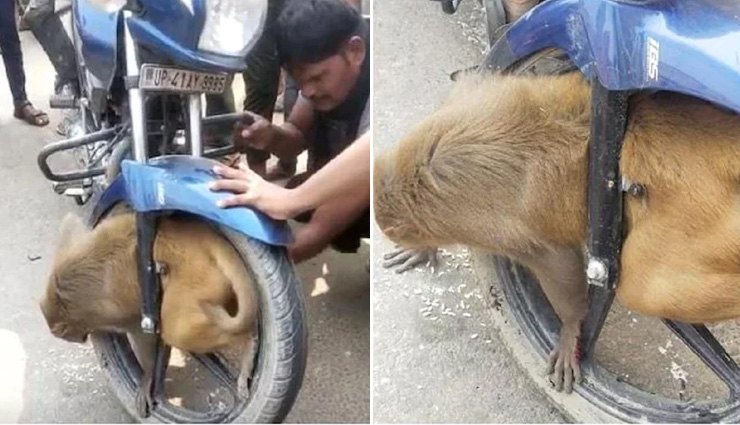चलती बाइक के पहिए में फंस गया बंदर, टायर खोलकर निकालना पड़ा बाहर