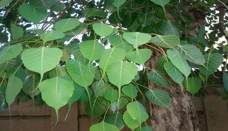 बिगड़े काम बनाएंगे मंगलवार के दिन किए गए ये उपाय, हनुमान जी करेंगे बेड़ापार astrology tips,astrology tips in hindi,tuesday measures,measures brings luck,lord hanuman