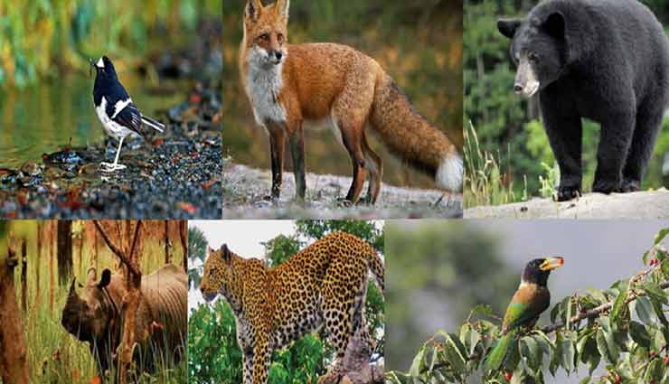 सुखुद मौसम और शांतिपूर्ण दृश्यों का आनंद लेना चाहते है तो जाए अल्मोड़ा