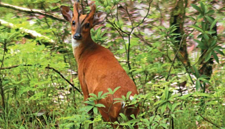 almora tourist places,must-visit spots in almora,top attractions almora uttarakhand,places to see in almora,almora travel guide