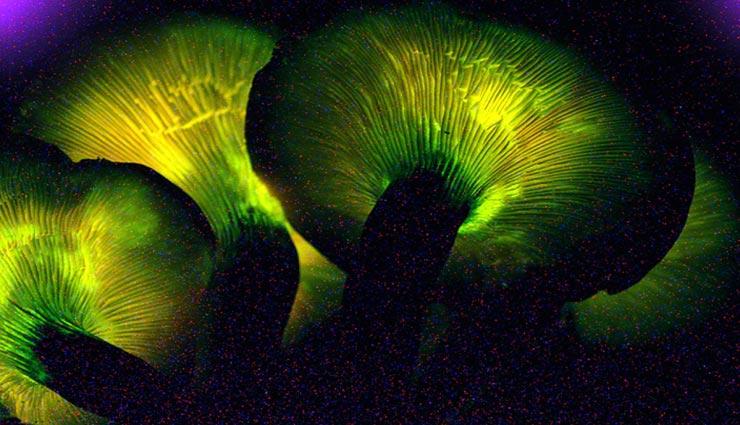 weird news,weird information,weird mushrooms,bio luminescent mushrooms,mushrooms in goa