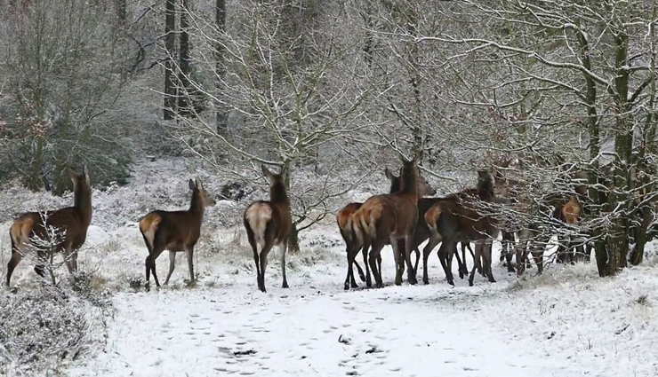 gulmarg gondola ride,apharwat peak gulmarg,alpathar lake gulmarg,maharani temple gulmarg,st. mary’s church gulmarg,gulmarg golf course,baba reshi shrine gulmarg,children’s park gulmarg,strawberry valley gulmarg,ningle nallah gulmarg,drung waterfall gulmarg,ferozepur nallah gulmarg,tangmarg gulmarg,seven springs gulmarg,gulmarg biosphere reserve