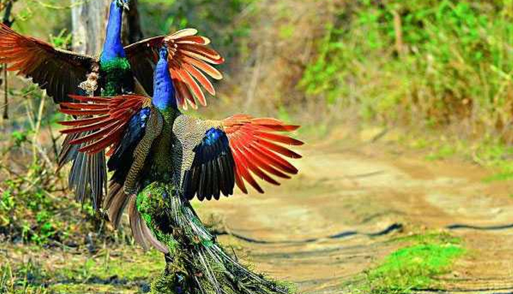 jim corbett,jim corbett national park,jim corbett safari,travel