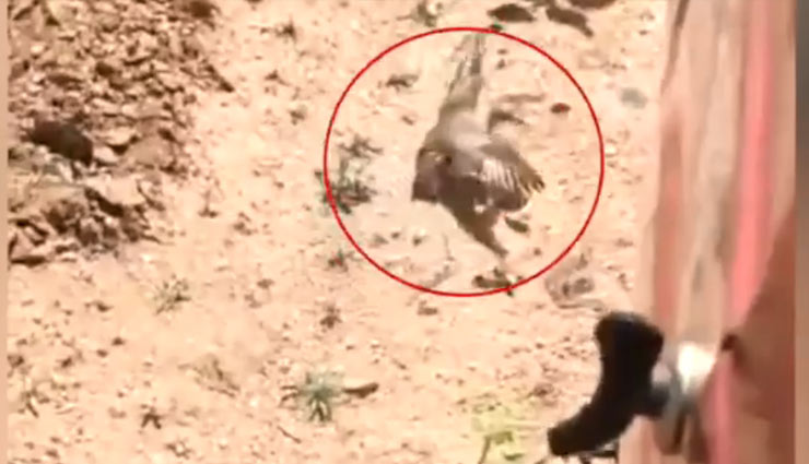 अंडों को बचाने के लिए ट्रैक्टर से भीड़ गई बहादुर चिड़िया, वीडियो हुआ सोशल मीडिया पर वायरल
