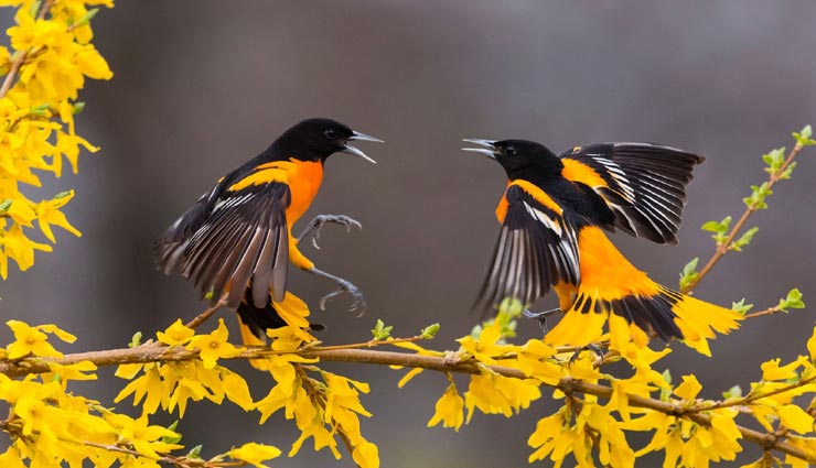 astrology tips,astrology tips in hindi,meaning of dreams,dreams about love life