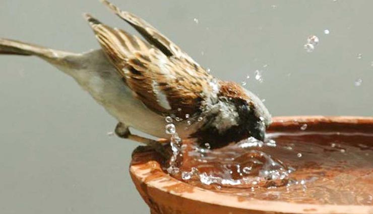 इन 5 जीवों की पेट-पूजा से दूर होंगे कुंडली के ग्रहदोष, कभी नहीं आएगी कंगाली vastu tips,vastu tips in hindi,wealth and happiness,food to animals