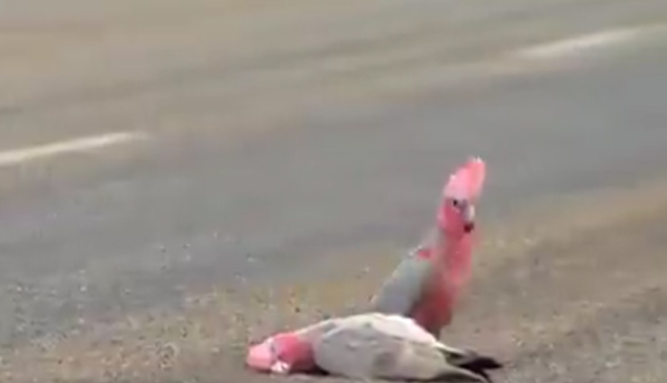 अपने साथी की मौत पर पक्षियों ने किया कुछ ऐसा, वीडियो देख नम हो जाएगी आपकी आंखे